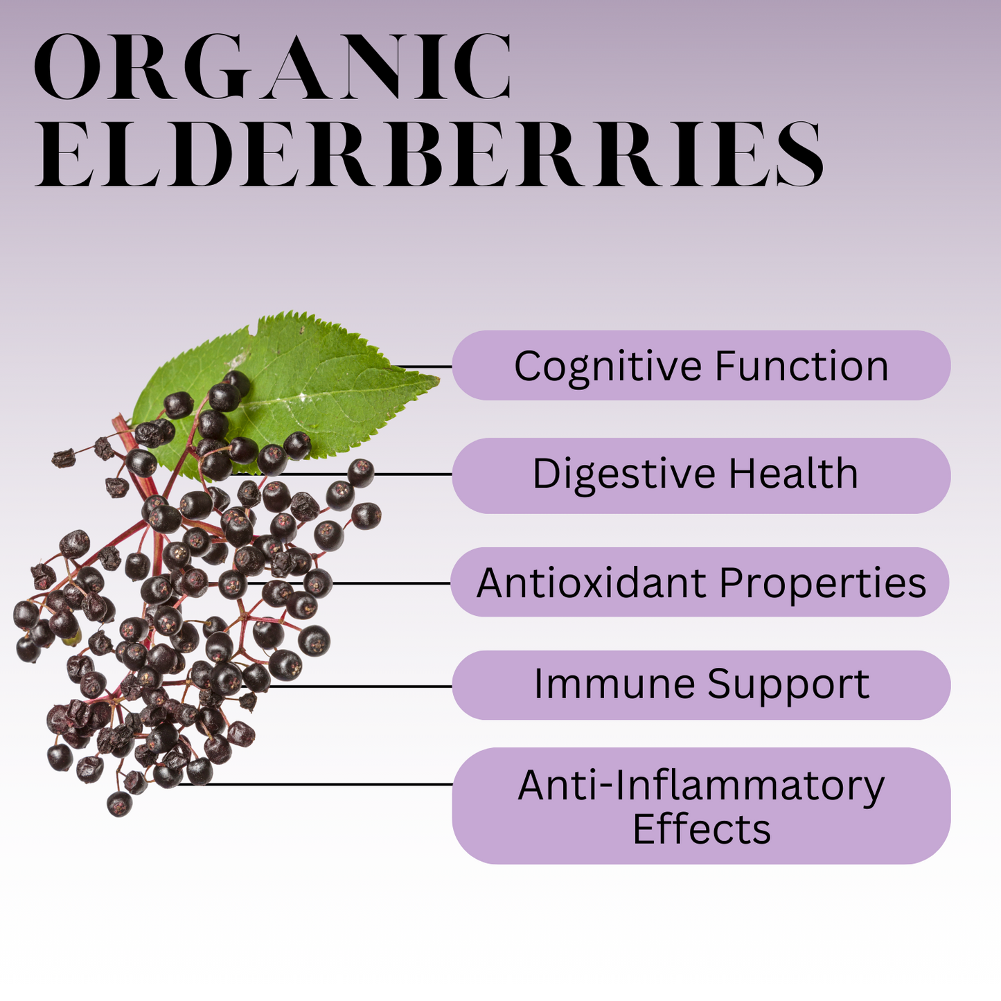 DIY Yourself Elderberry Syrup Kit for immune system health, holiday wellness for men, women and children. Don't waste time and money being sick!! Save 30% on kits until March!