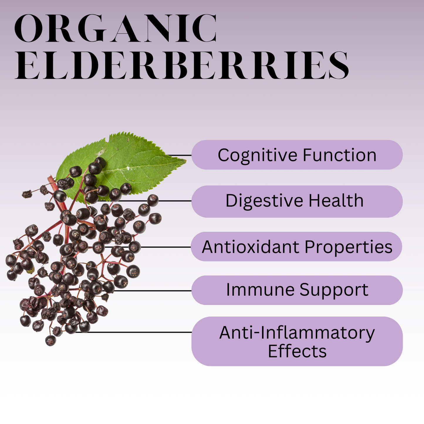 DIY Yourself Elderberry Syrup Kit for immune system health, holiday wellness for men, women and children. Don't waste time and money being sick!!